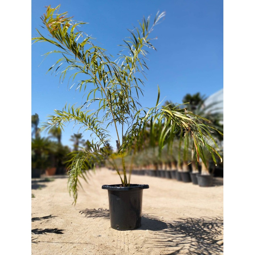 Cycas Multifrondis