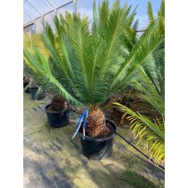Cycas panzihuaensis - Palmiers du Monde