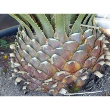 Dasylirion Glaucophyllum - Palmiers du Monde
