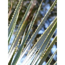 Dasylirion Glaucophyllum - Palmiers du Monde