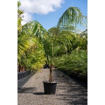 Dypsis leptocheilos - Palmiers du Monde