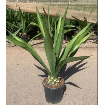 Furcraea selloa - Palmiers du Monde