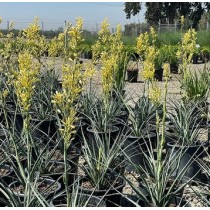 Hesperaloe parviflora Yellow sun - Palmiers du Monde