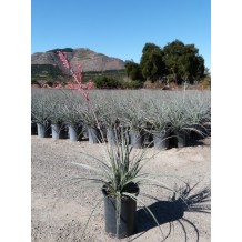 Hesperaloe parviflora - Palmiers du Monde