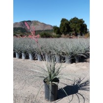 Hesperaloe parviflora - Palmiers du Monde