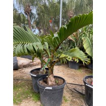 Hyophorbe lagenicaulis