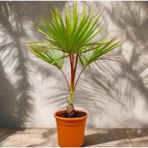 latania lontaroides - Palmiers du Monde