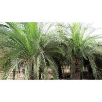 Macrozamia moorei - Palmiers du Monde