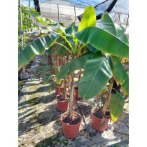 Musa basjoo - Palmiers du Monde