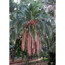 Phoenix rupicola - Palmiers du Monde