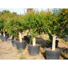 Punica Granatum - Palmiers du Monde