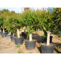 Punica Granatum - Palmiers du Monde