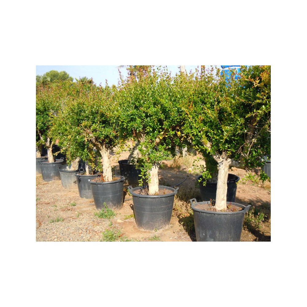 Punica Granatum - Palmiers du Monde