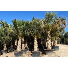 sabal palmetto