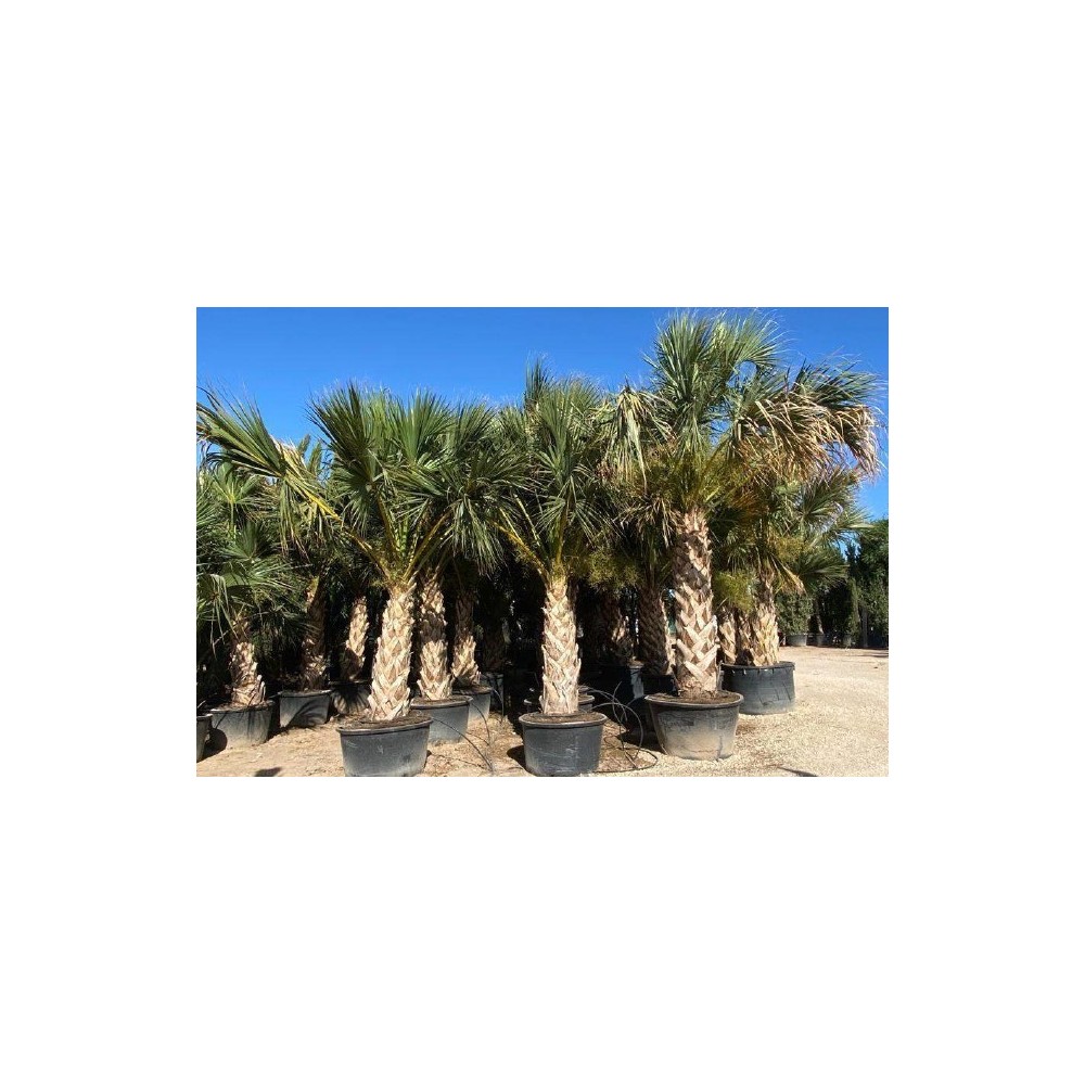 sabal palmetto