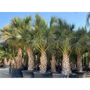 sabal palmetto