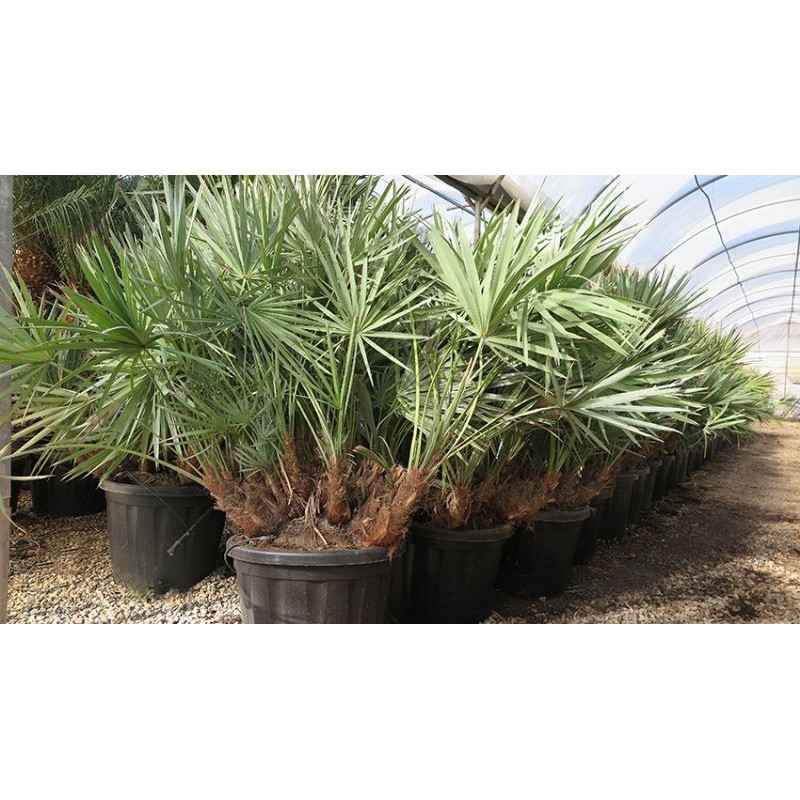 Serenoa repens