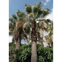 Washingtonia filifera - Palmier du Monde