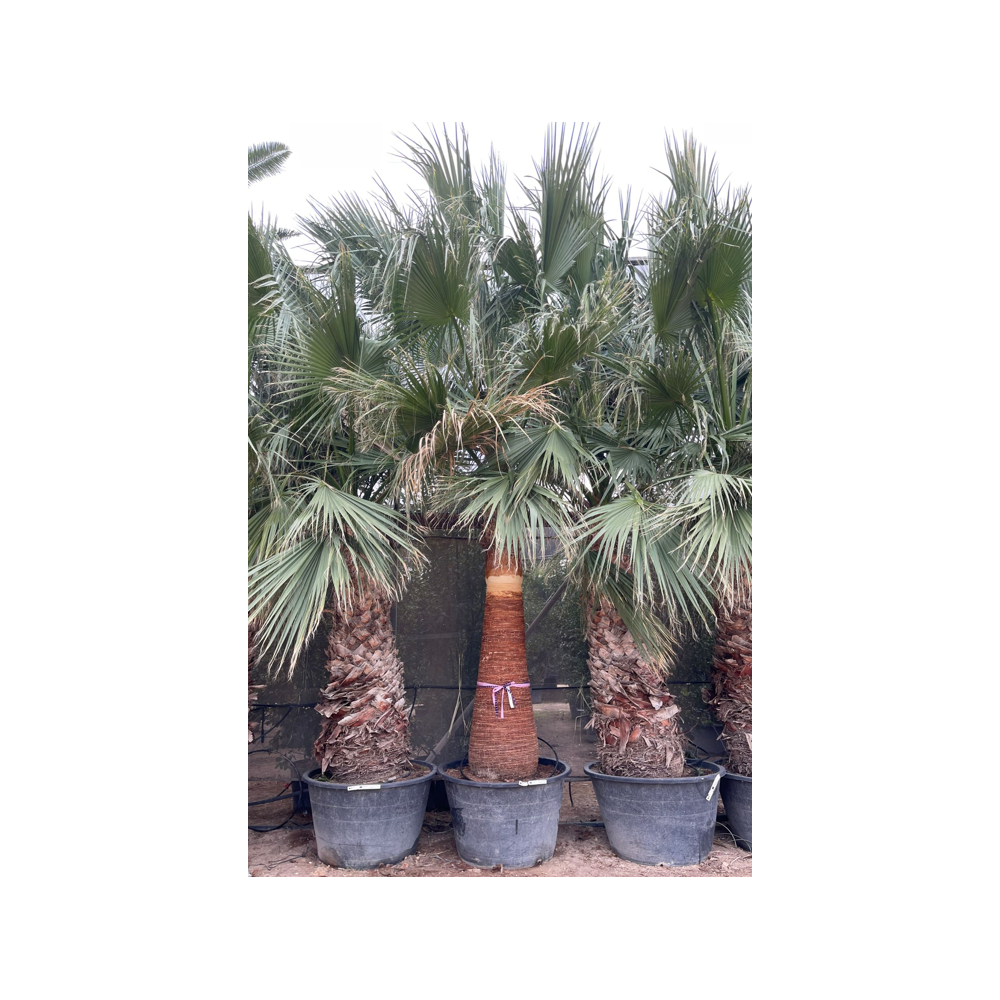Washingtonia Filifera - Palma Californiana (Vaso 18 Cm) – Vivai Mola Della Badia - Foto 5