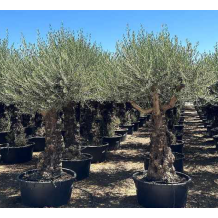 Olivier (Olea europaea) - Palmiers du Monde