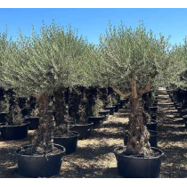 Olivier (Olea europaea) - Palmiers du Monde