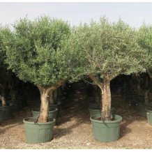 Olivier (Olea europaea) - Palmiers du Monde
