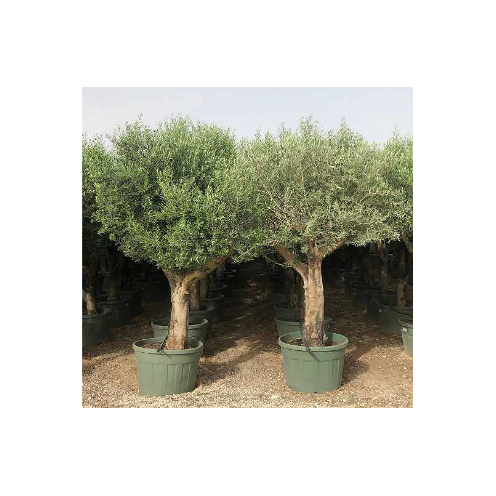 Olivier (Olea europaea) - Palmiers du Monde