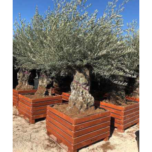 Olivier Bonsaï (Olea europaea)