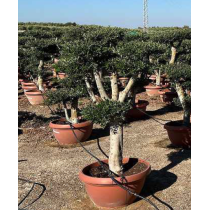 Olivier Nuages (Olea europaea)