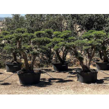 Olivier Nuage - Palmiers du Monde