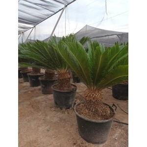 Cycas revoluta