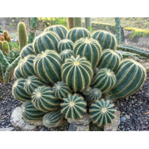 eriocactus magnificus