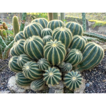 eriocactus magnificus