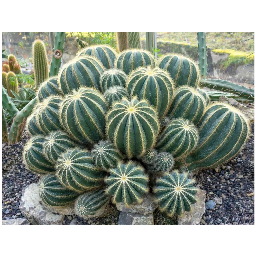 eriocactus magnificus