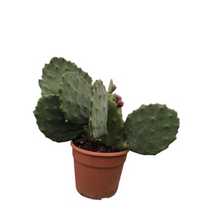 Opuntia Semi-Inermis