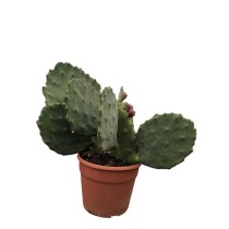 Opuntia Semi-Inermis