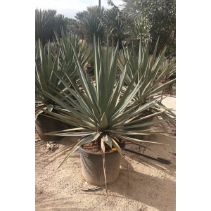 Yucca madrensis