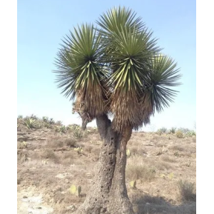 Yucca periculosa