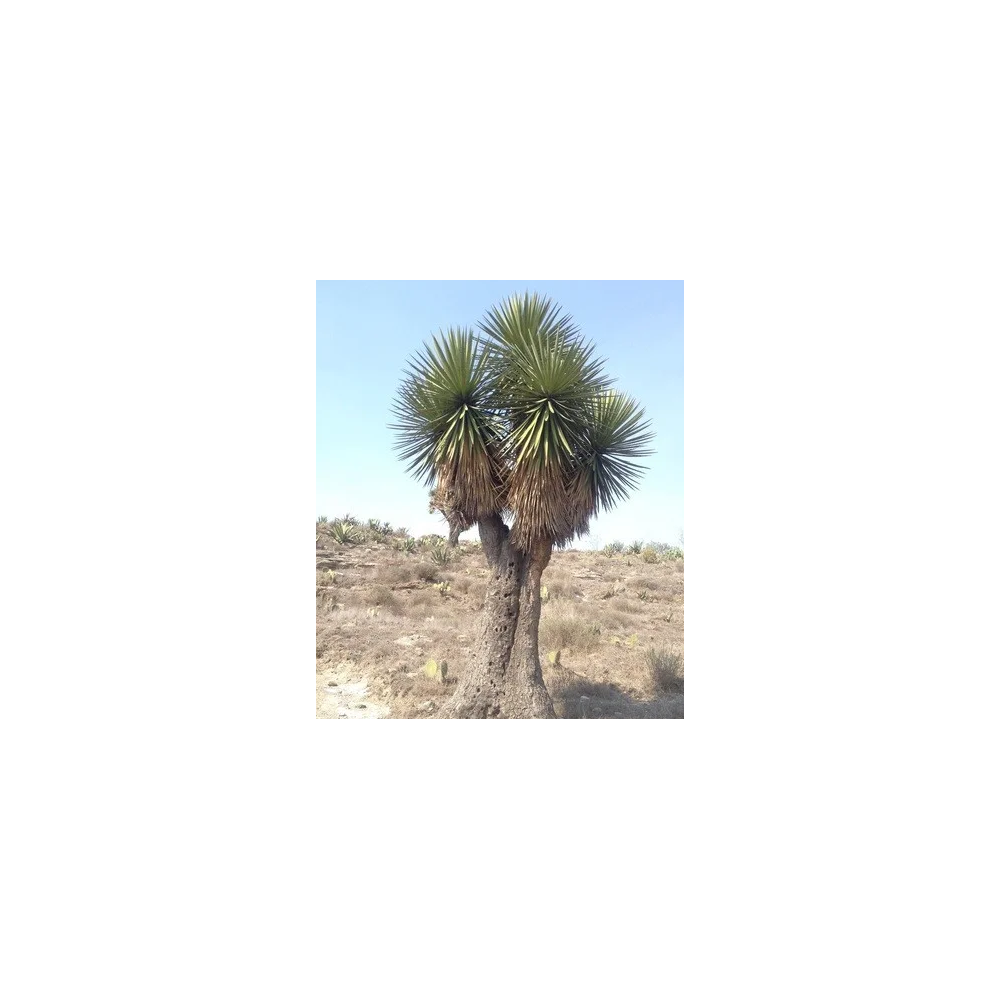 Yucca periculosa