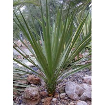 Yucca periculosa - Palmiers du Monde