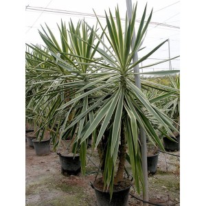 Yucca elephantipes jewel