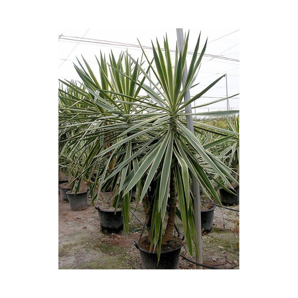 Yucca elephantipes jewel