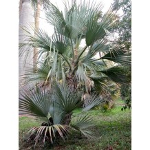 Nannorrhops ritchieana - Palmiers du Monde