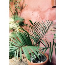 Chamaedora radicalis - Palmiers du Monde