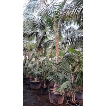 Howea forsteriana (Kentia) Palmiers du Monde