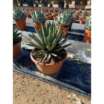 Agave Pintilla - Palmiers du Monde