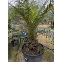 macrozamia mountperriensis