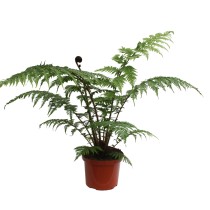Cyathea cooperi - Palmiers du Monde