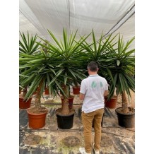 Yucca elephantipes - Palmiers du Monde