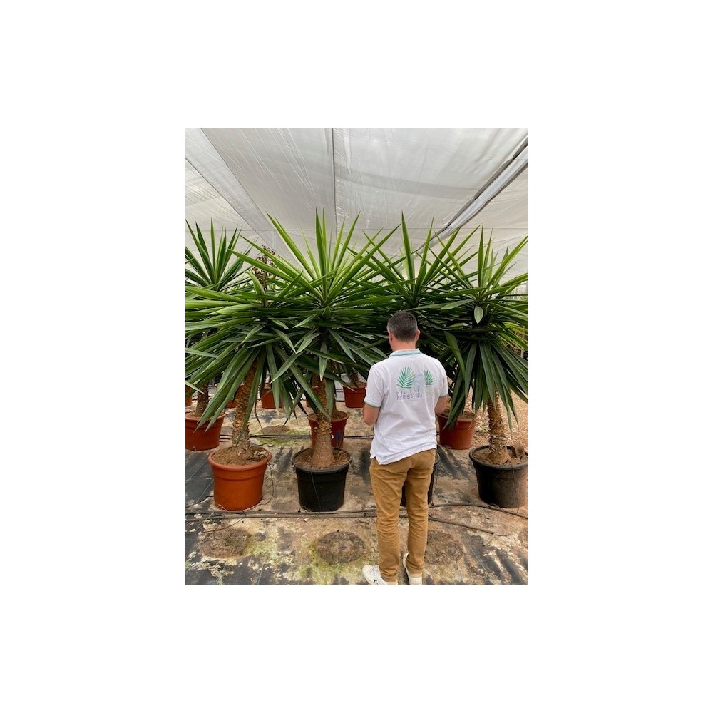 Yucca elephantipes - Palmiers du Monde